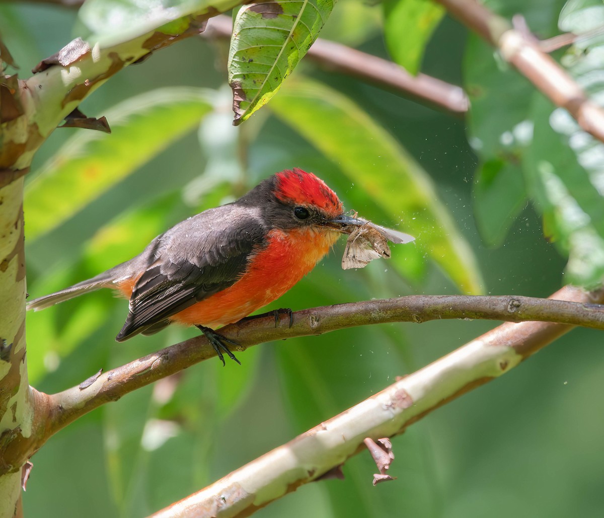 Brujo Flycatcher (Galapagos) - ML609696126