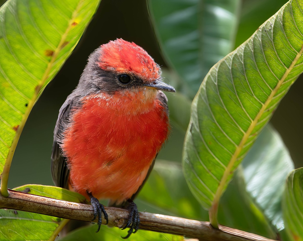 Brujo Flycatcher (Galapagos) - Henry Witsken