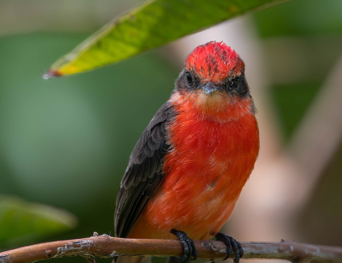 Brujo Flycatcher (Galapagos) - ML609696134