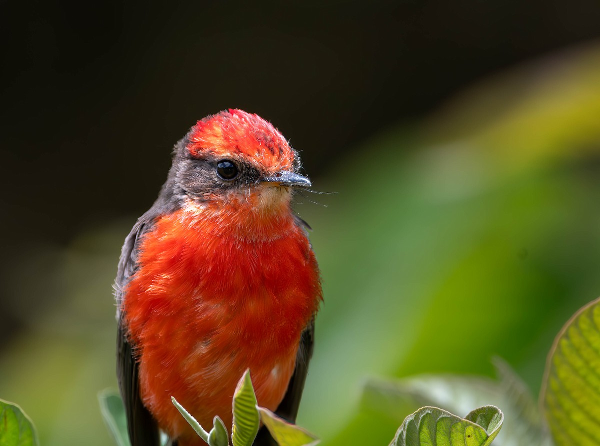 Brujo Flycatcher (Galapagos) - ML609696135