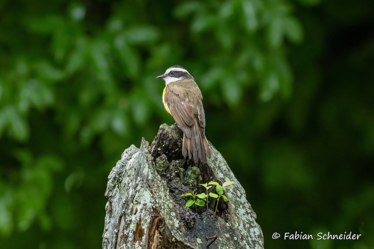 White-bearded Flycatcher - ML609696147