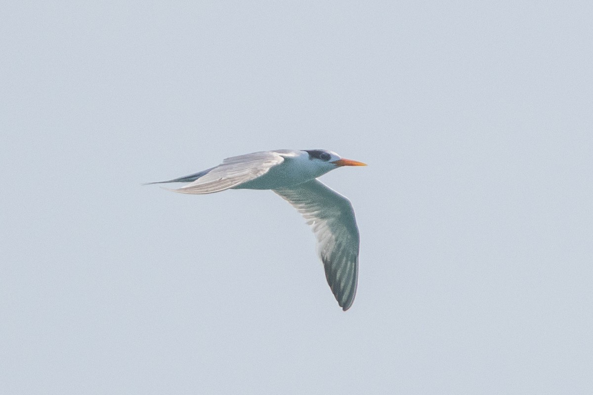 Lesser Crested Tern - Jen Wei Yip