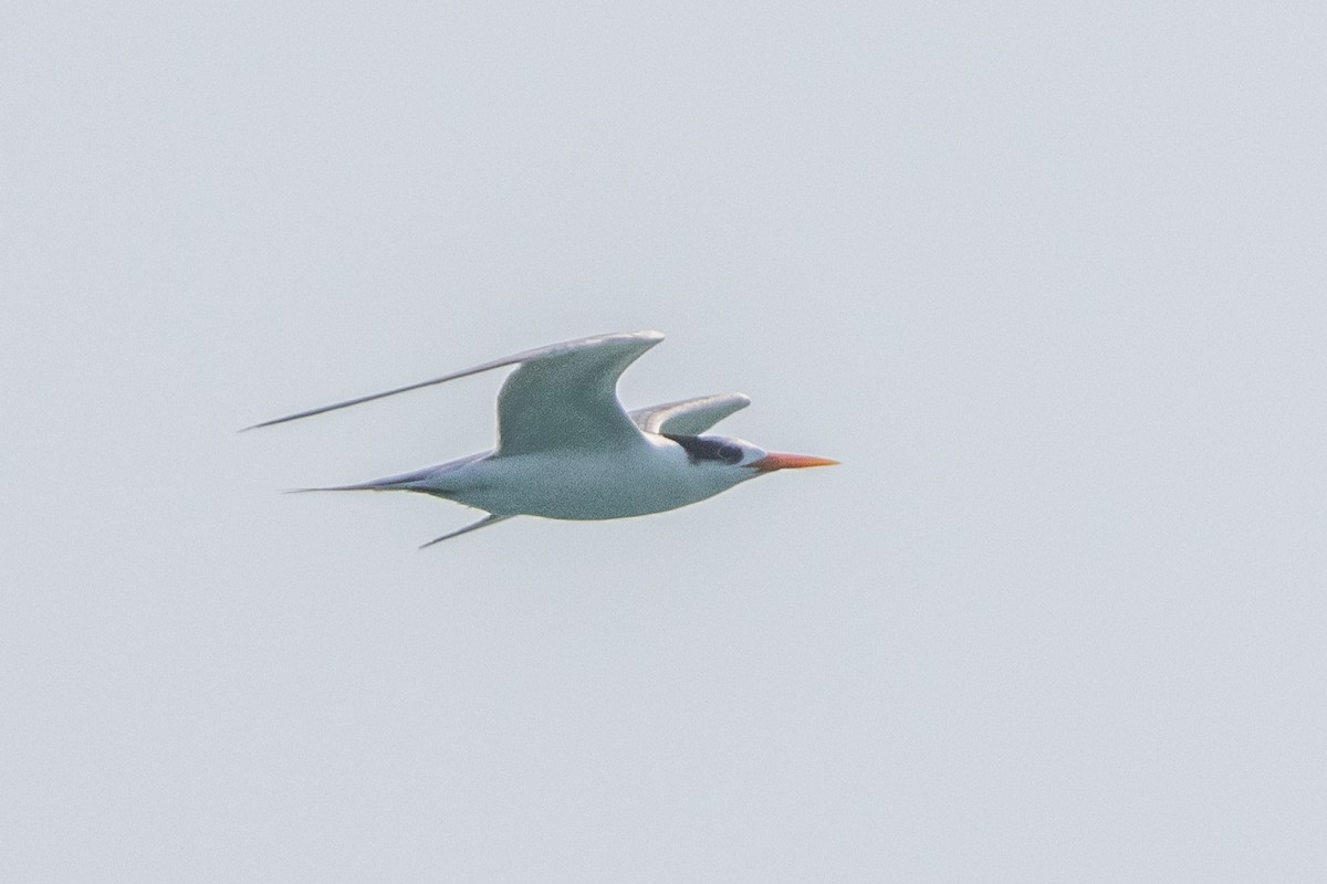 Lesser Crested Tern - ML609696159