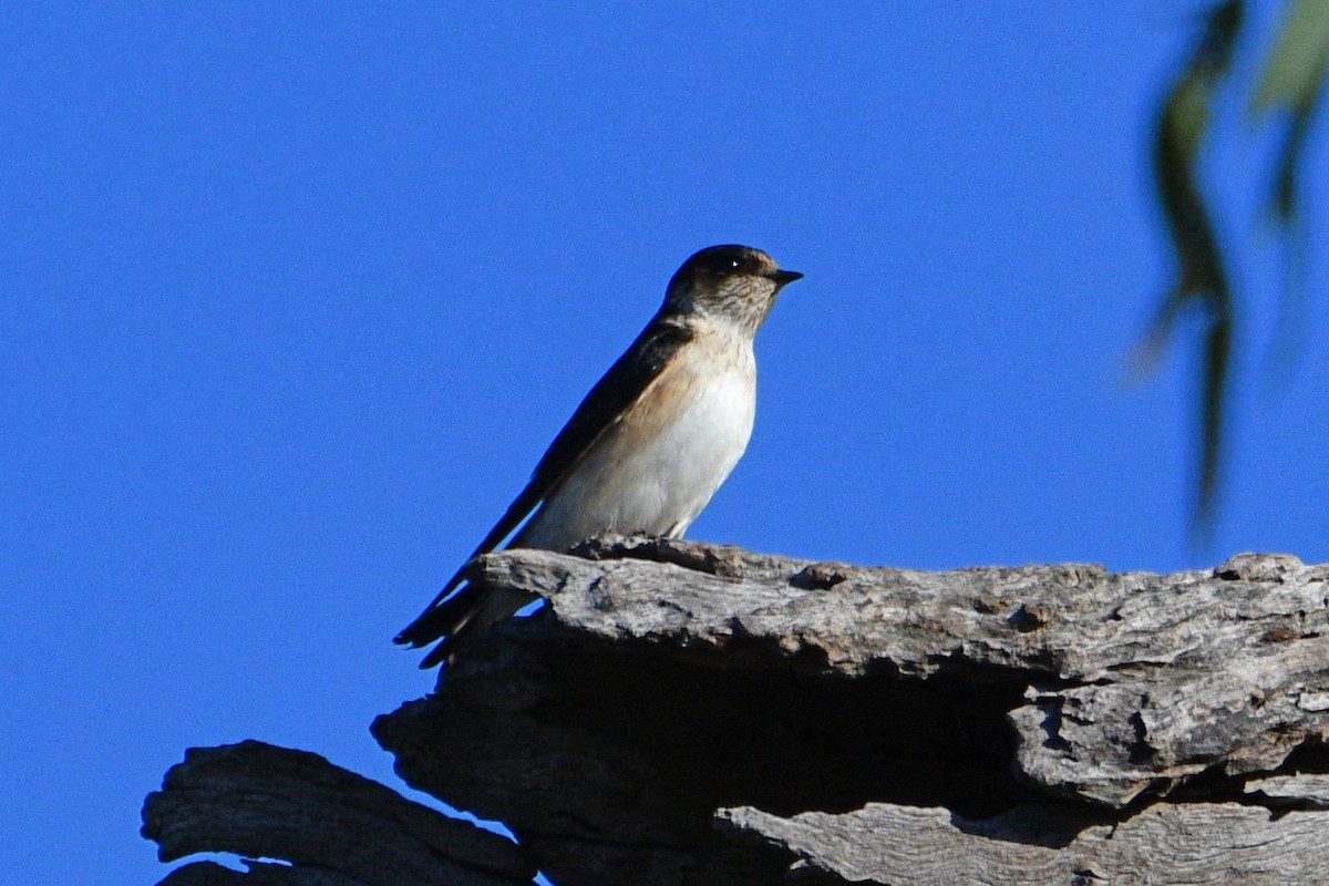 Tree Martin - Peter & Shelly Watts