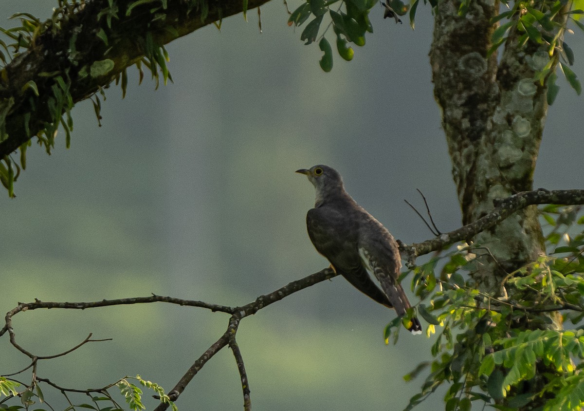 Himalayan Cuckoo - ML609696205