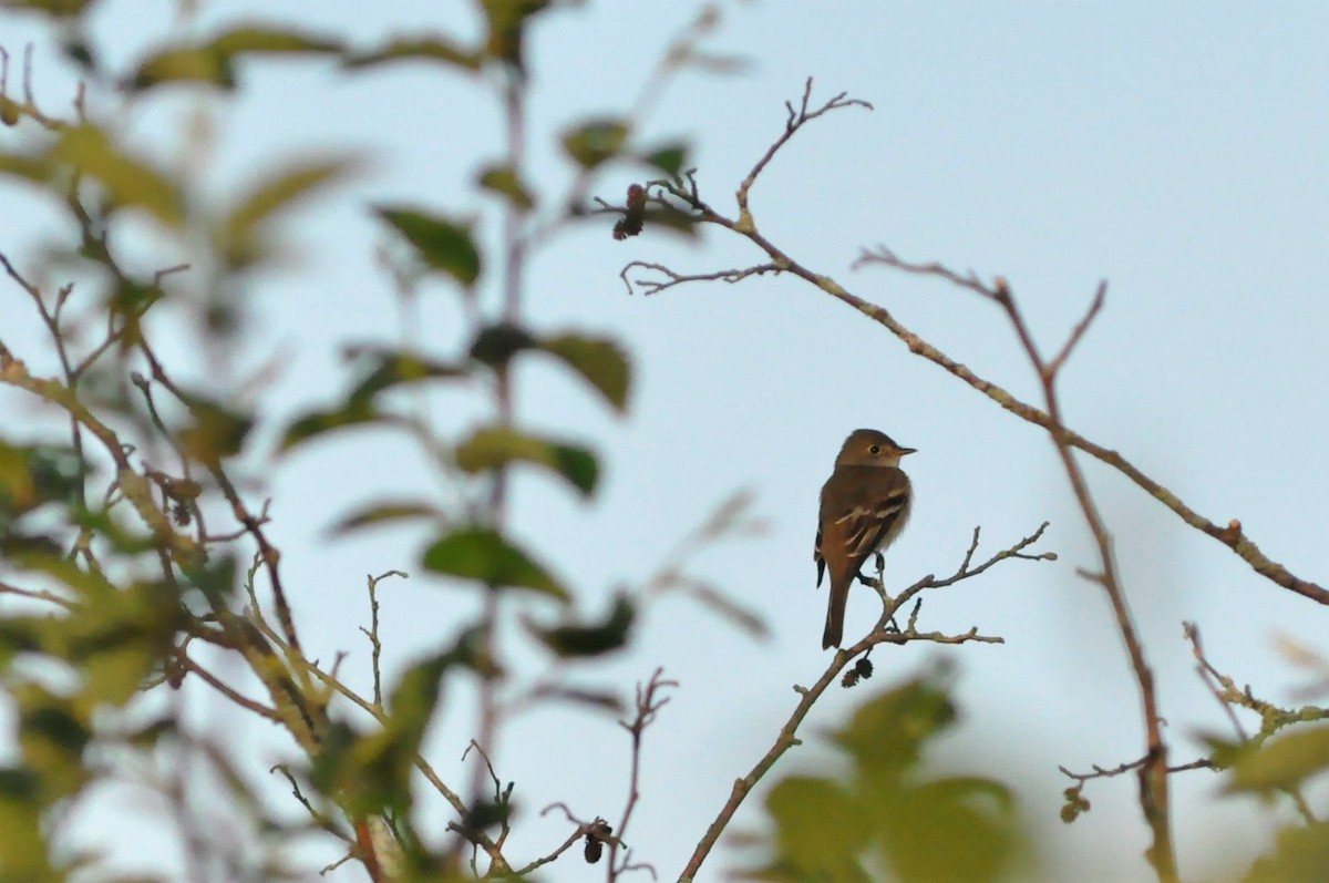 Alder Flycatcher - ML60969621