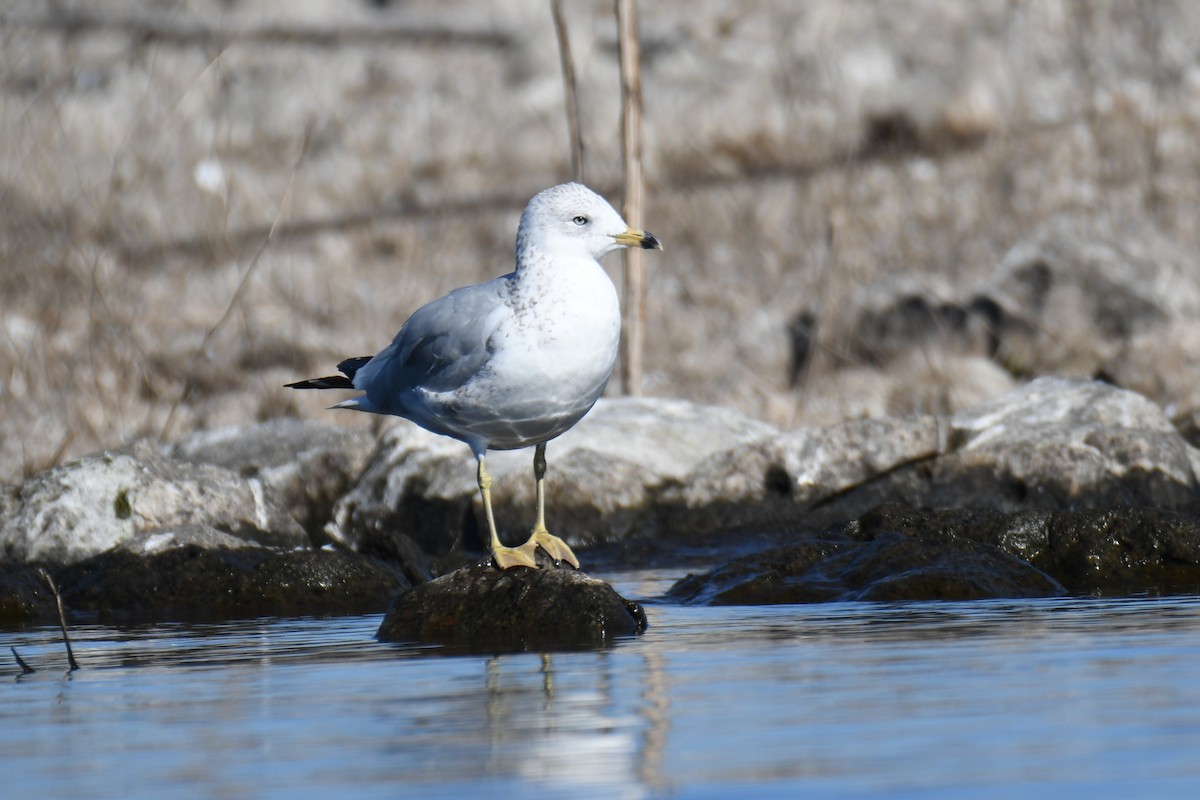 Ring-billed Gull - Colin Dillingham