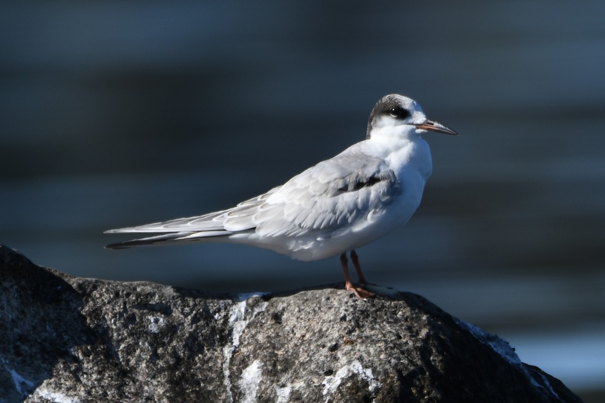 Common Tern - Colin Dillingham