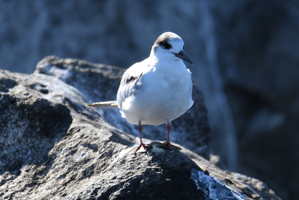 Common Tern - Colin Dillingham