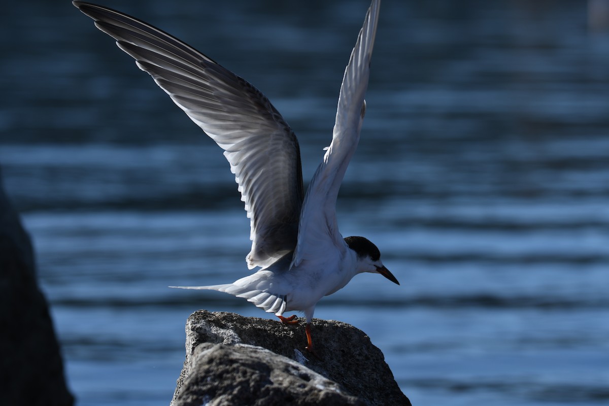 Common Tern - Colin Dillingham