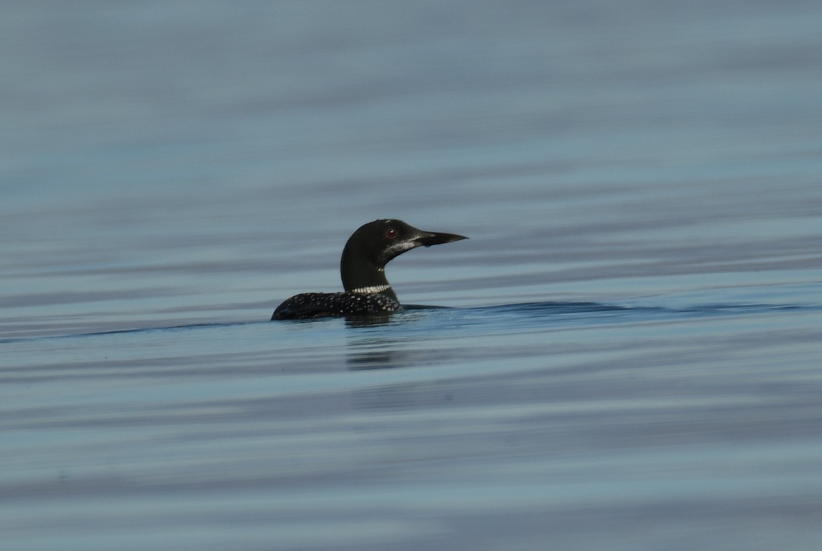 Common Loon - Colin Dillingham