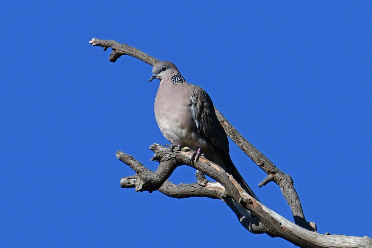 Spotted Dove - ML609696260