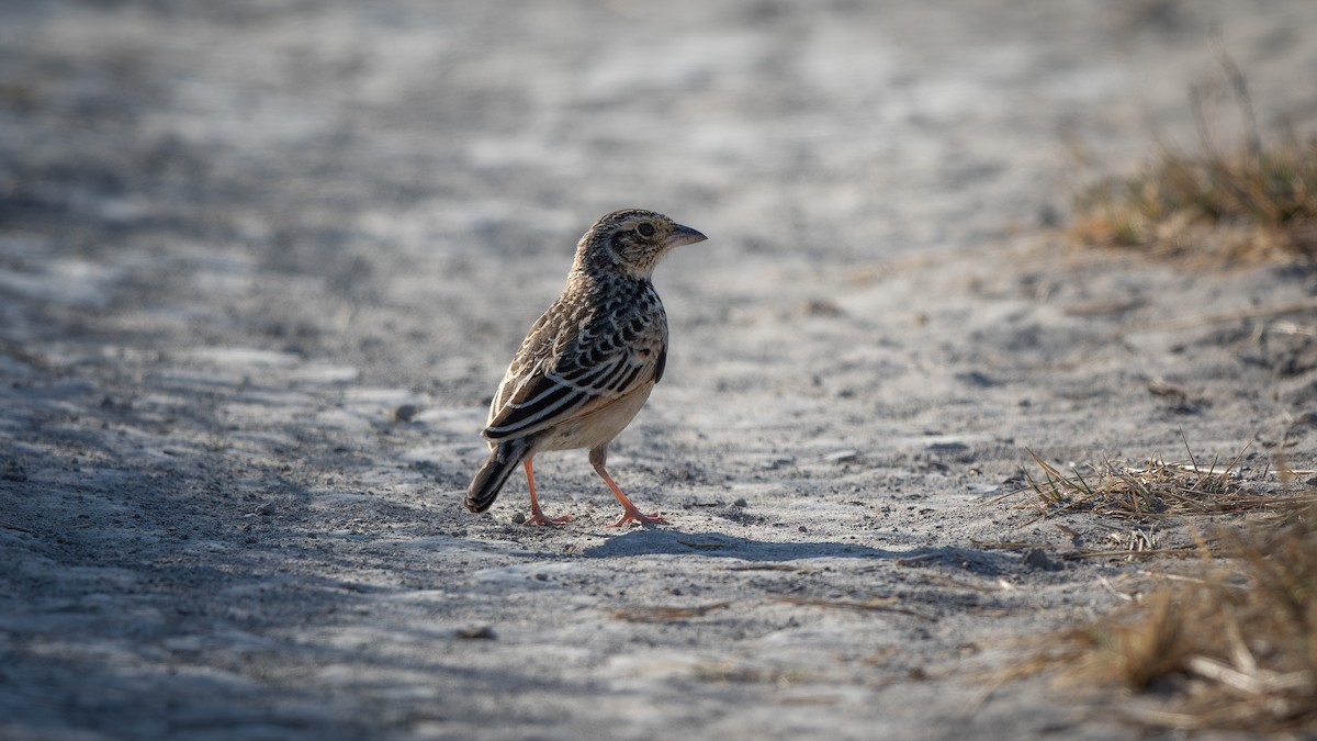 Singing Bushlark (Australasian) - ML609696307