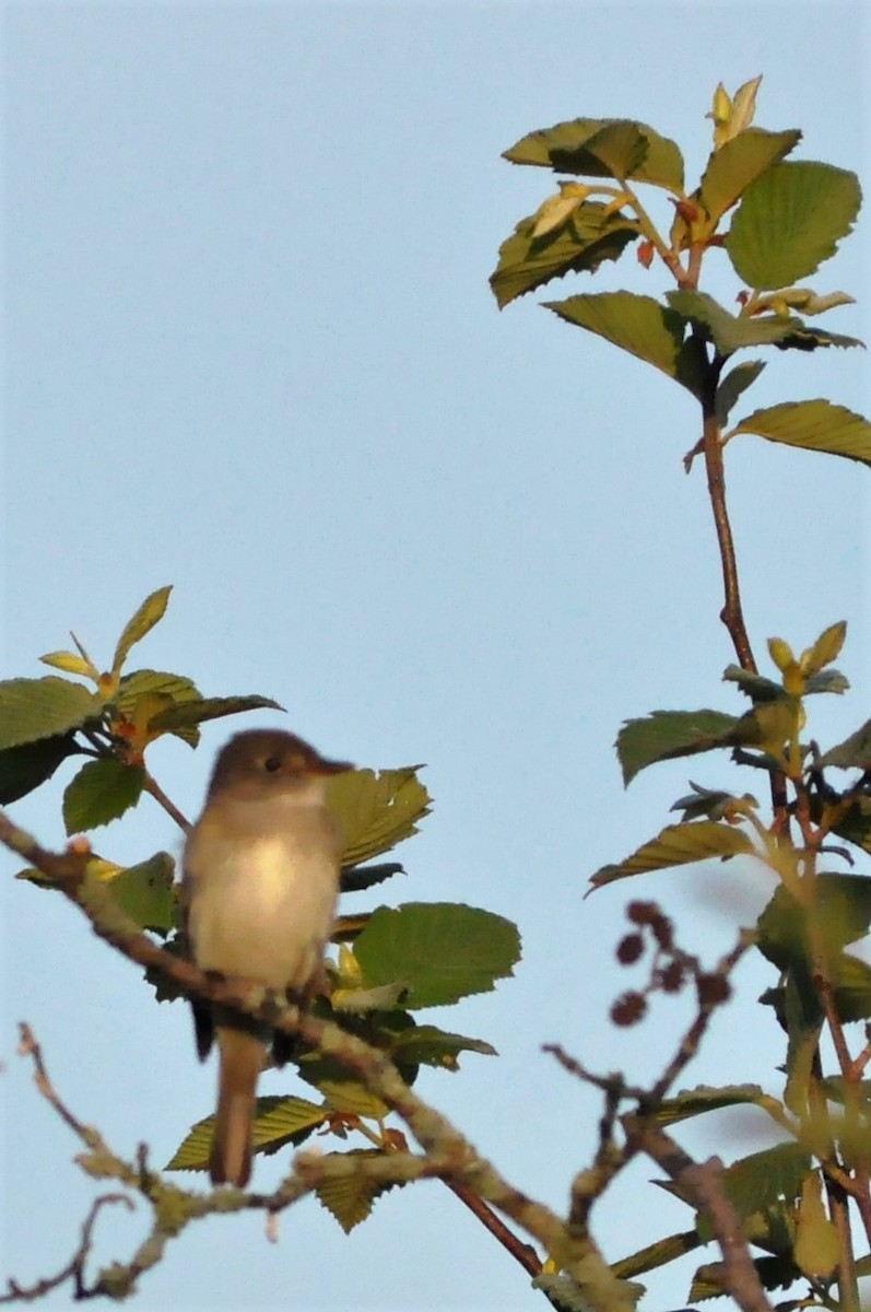 Alder Flycatcher - ML60969631