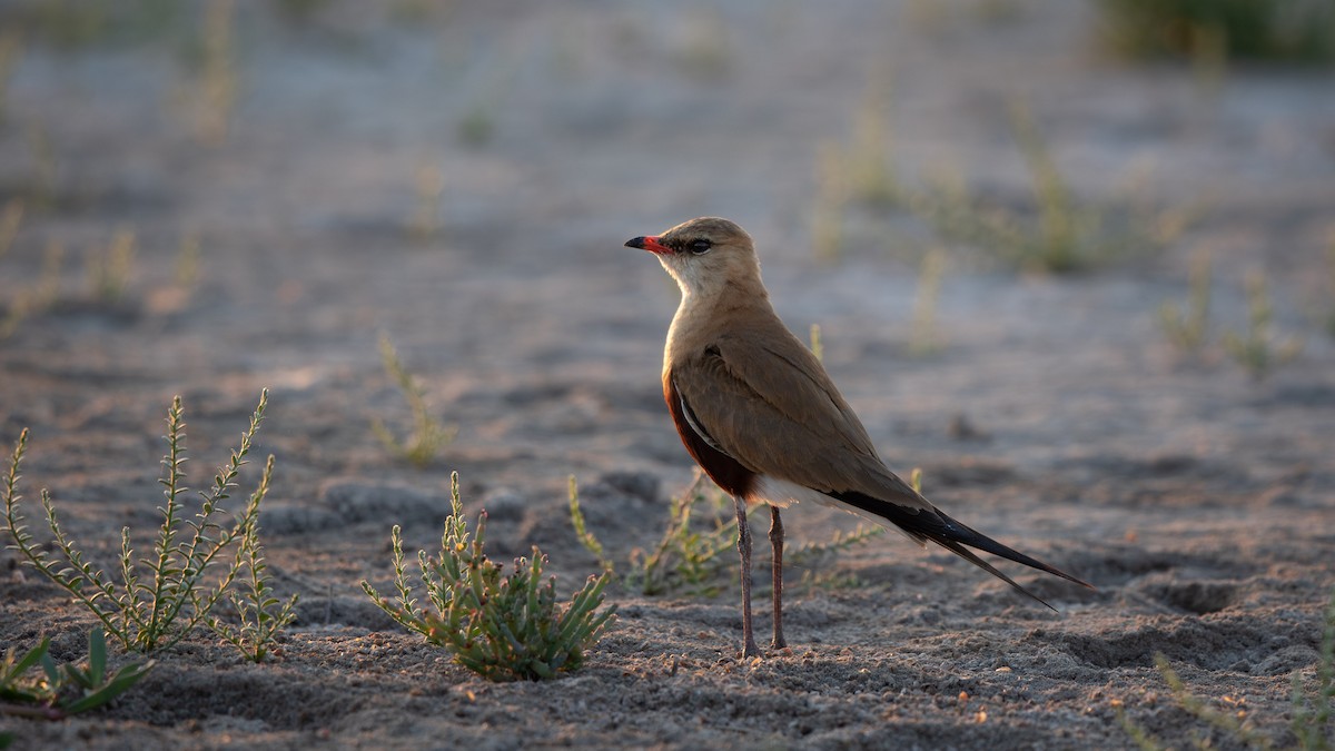 Australian Pratincole - ML609696316