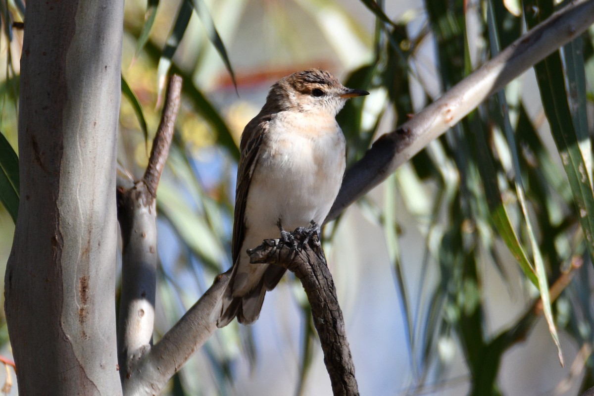 White-winged Triller - ML609696367