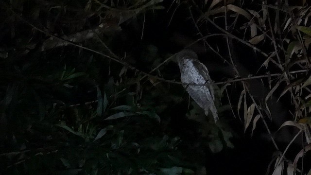 Marbled Frogmouth (Marbled) - ML609696392