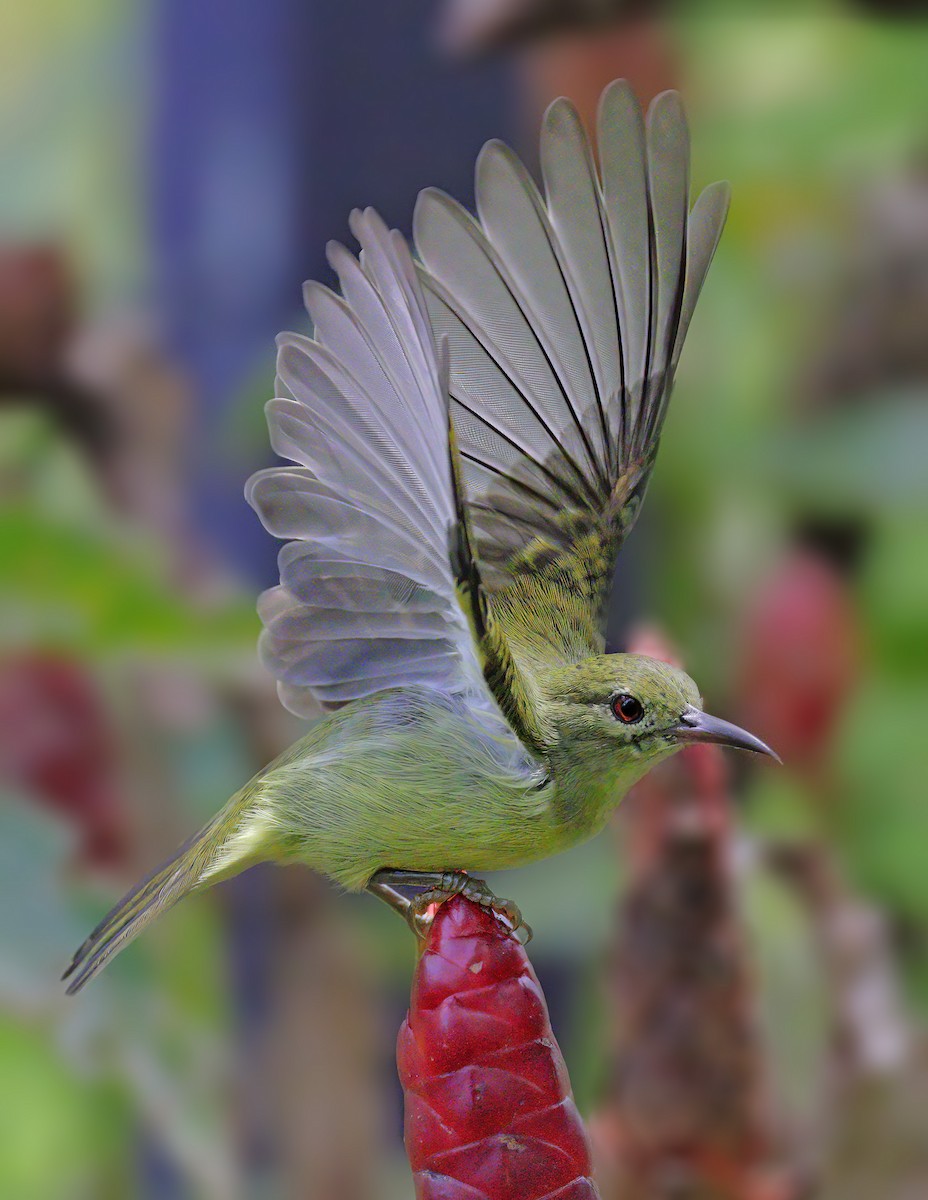 Brown-throated Sunbird - ML609696419