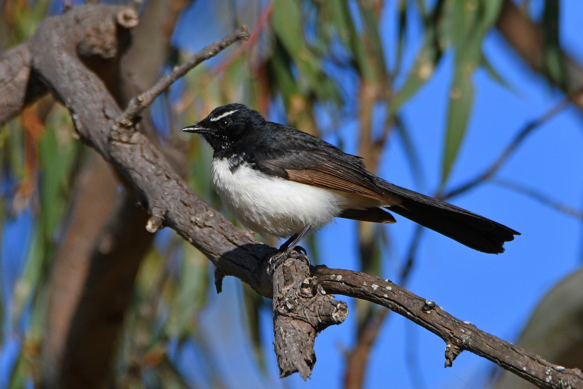 Willie-wagtail - ML609696421