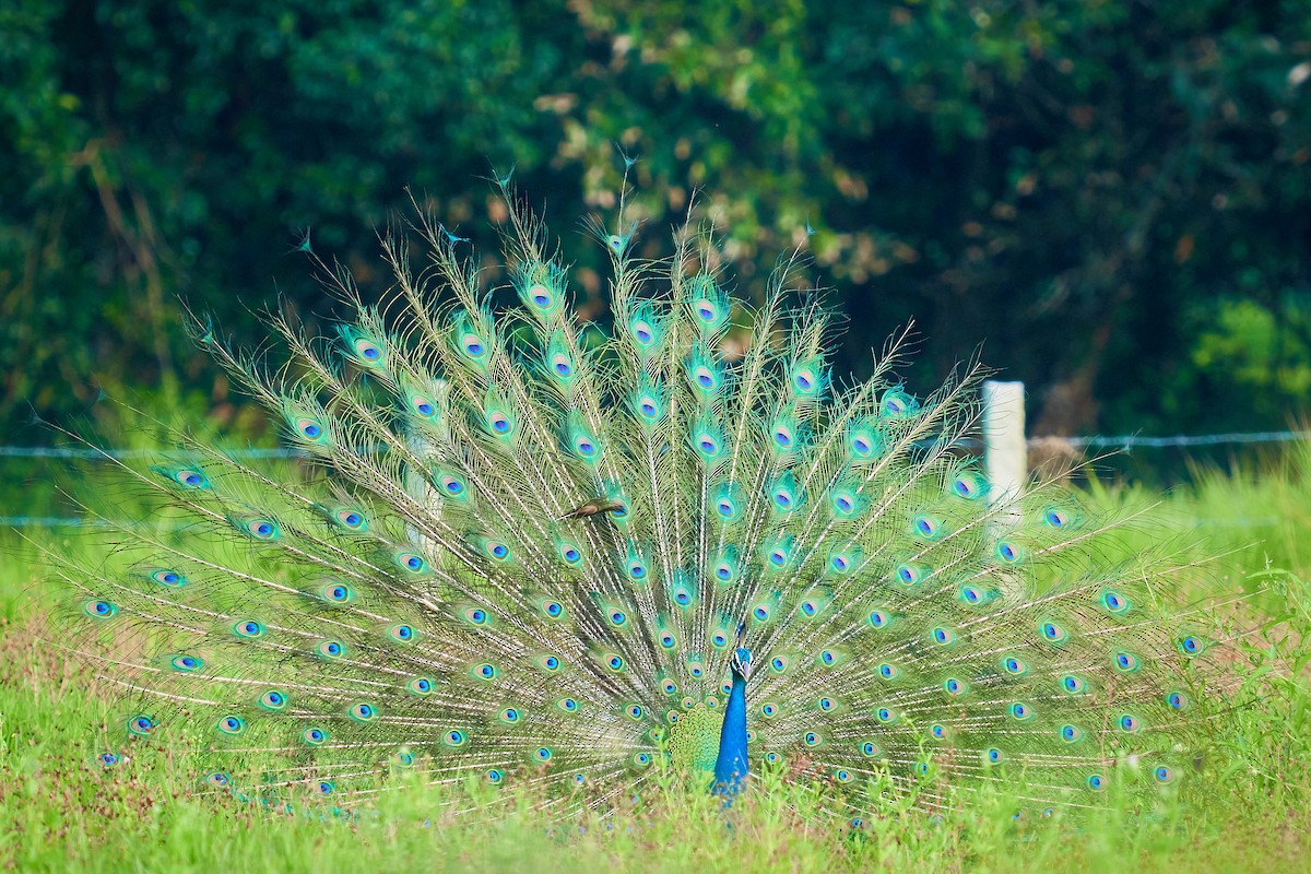 Indian Peafowl - ML609696440