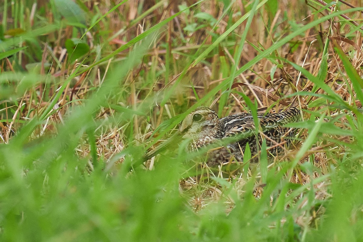 Pin-tailed Snipe - ML609696458