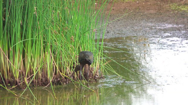 White-faced Ibis - ML609696461