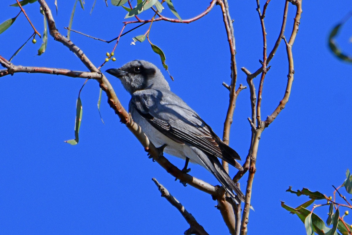 Black-faced Cuckooshrike - ML609696485