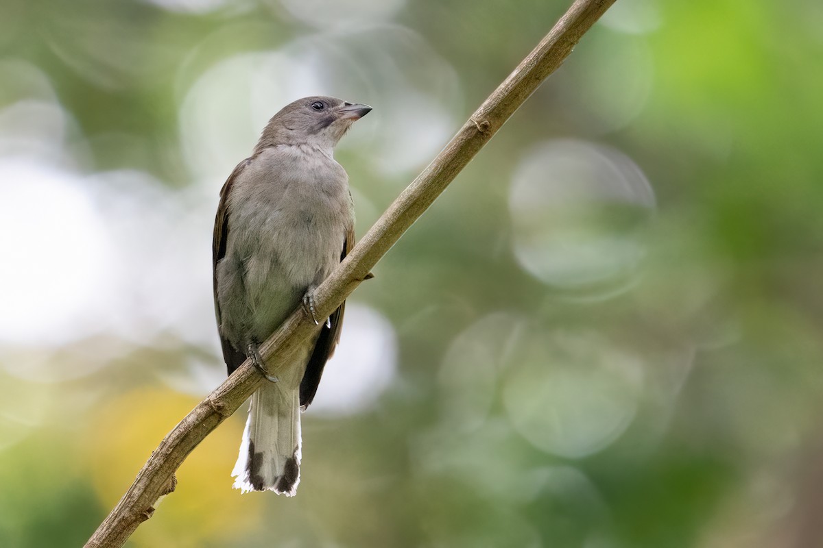 Lesser Honeyguide - ML609696497