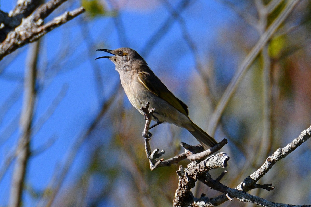 Brown Honeyeater - ML609696522