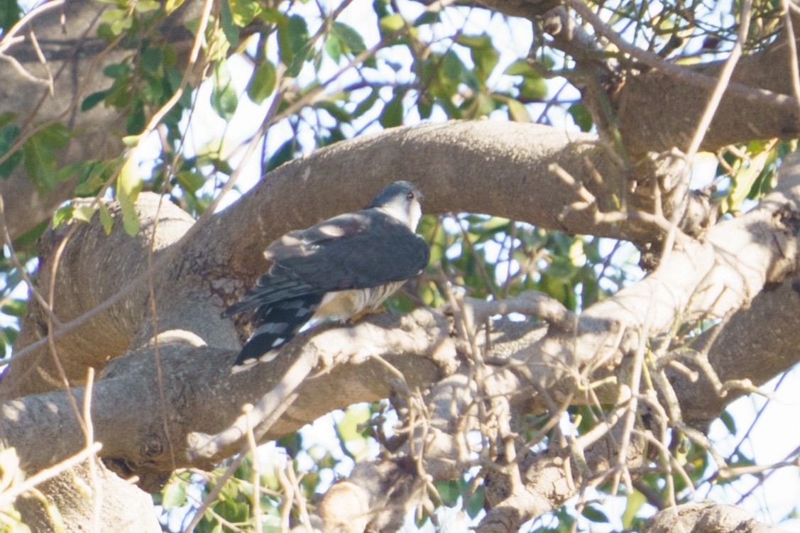 African Cuckoo-Hawk - ML609696554