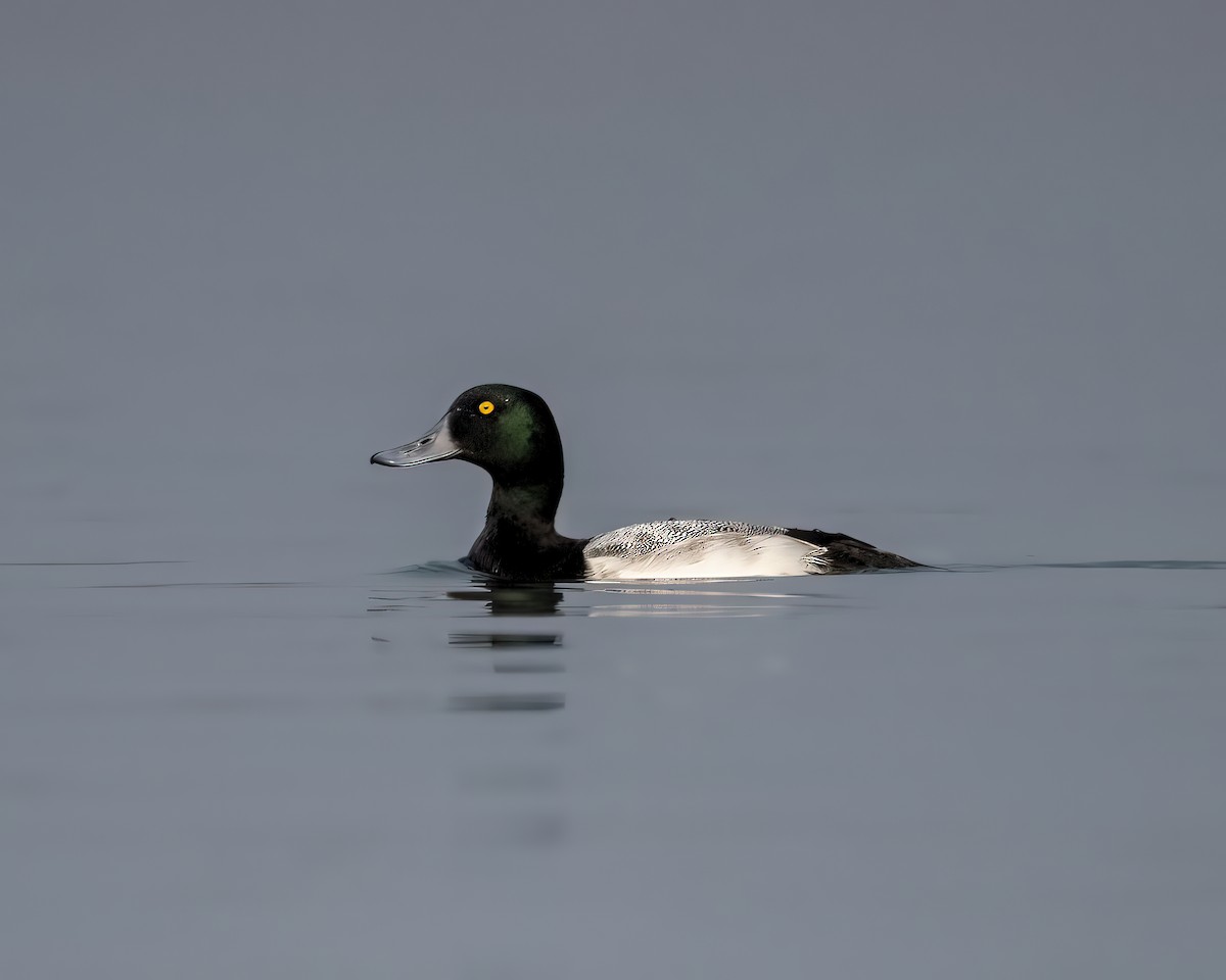 Greater Scaup - ML609696571