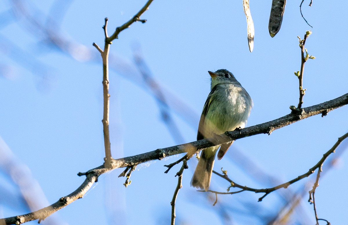 Least Flycatcher - Forest Botial-Jarvis
