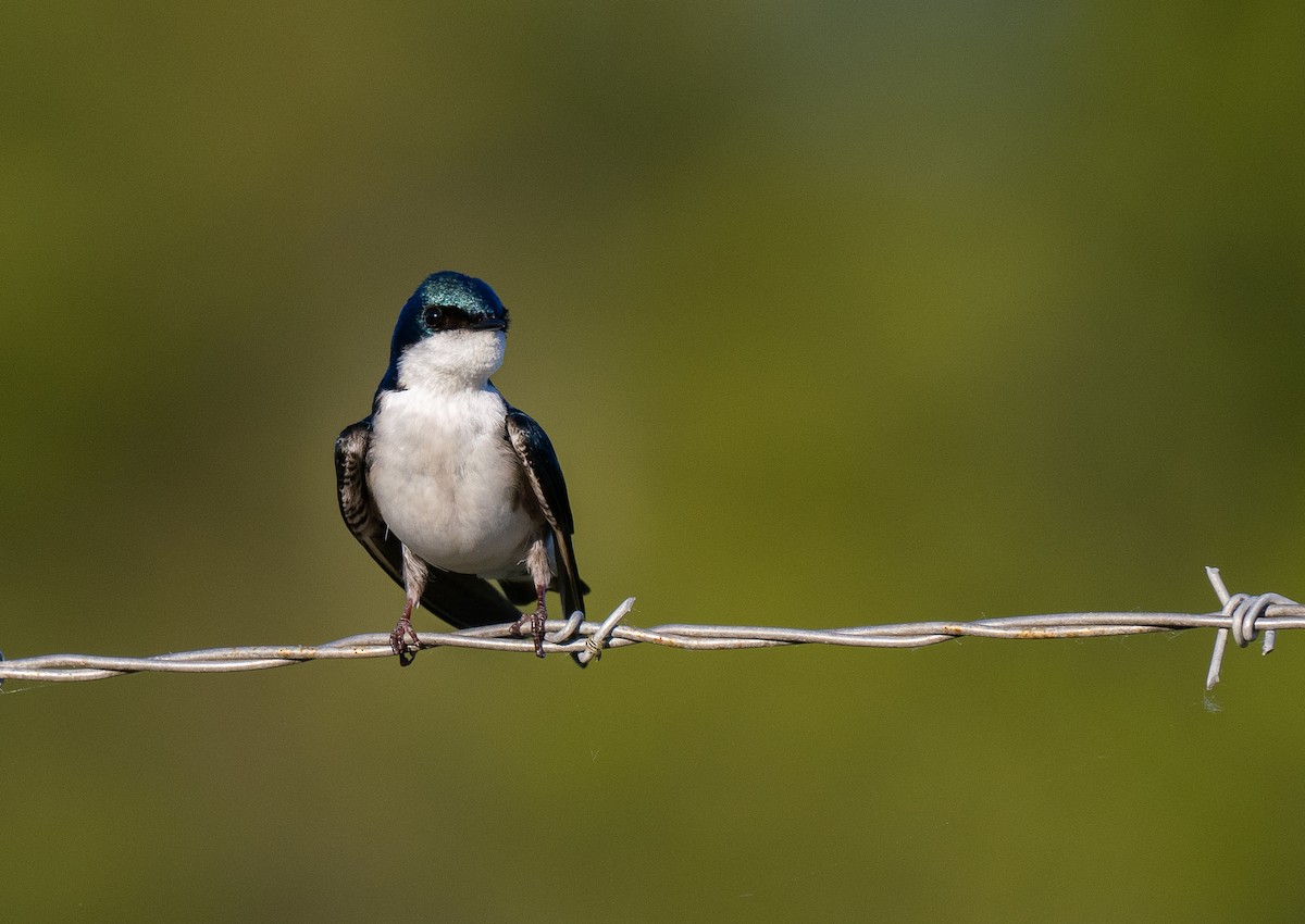 Tree Swallow - ML609696728