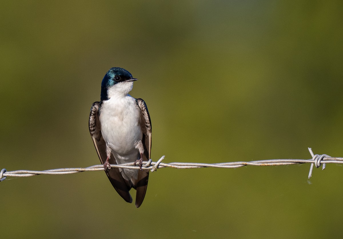 Tree Swallow - ML609696729