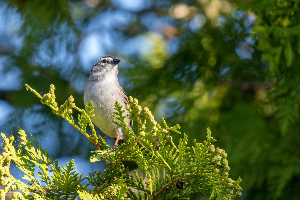 Chipping Sparrow - ML609696741