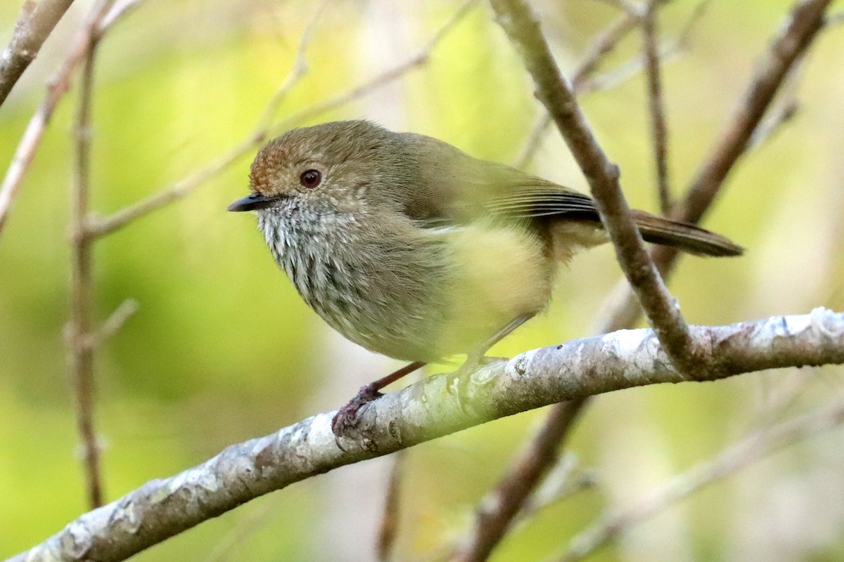 Brown Thornbill - ML609696760