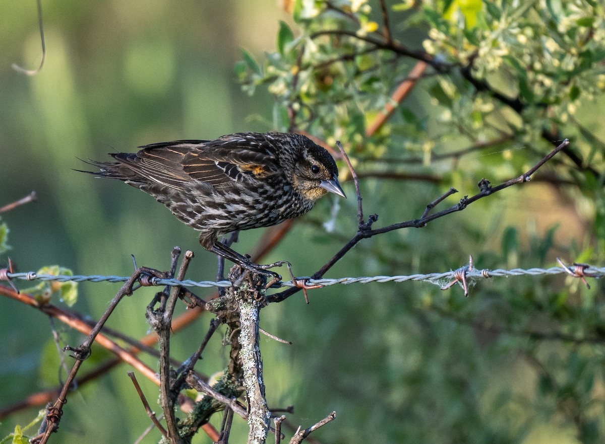 Red-winged Blackbird - Forest Botial-Jarvis