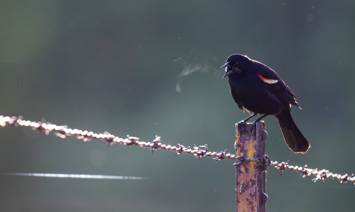 Red-winged Blackbird - Forest Botial-Jarvis