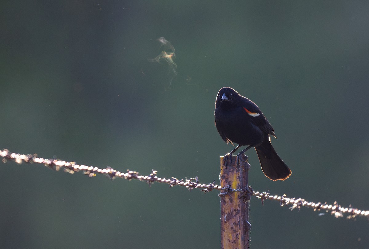 Red-winged Blackbird - Forest Botial-Jarvis