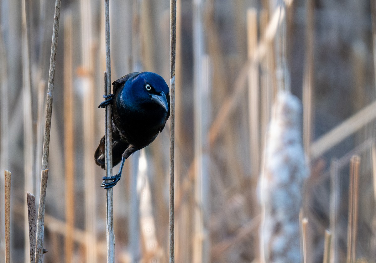 Common Grackle - Forest Botial-Jarvis