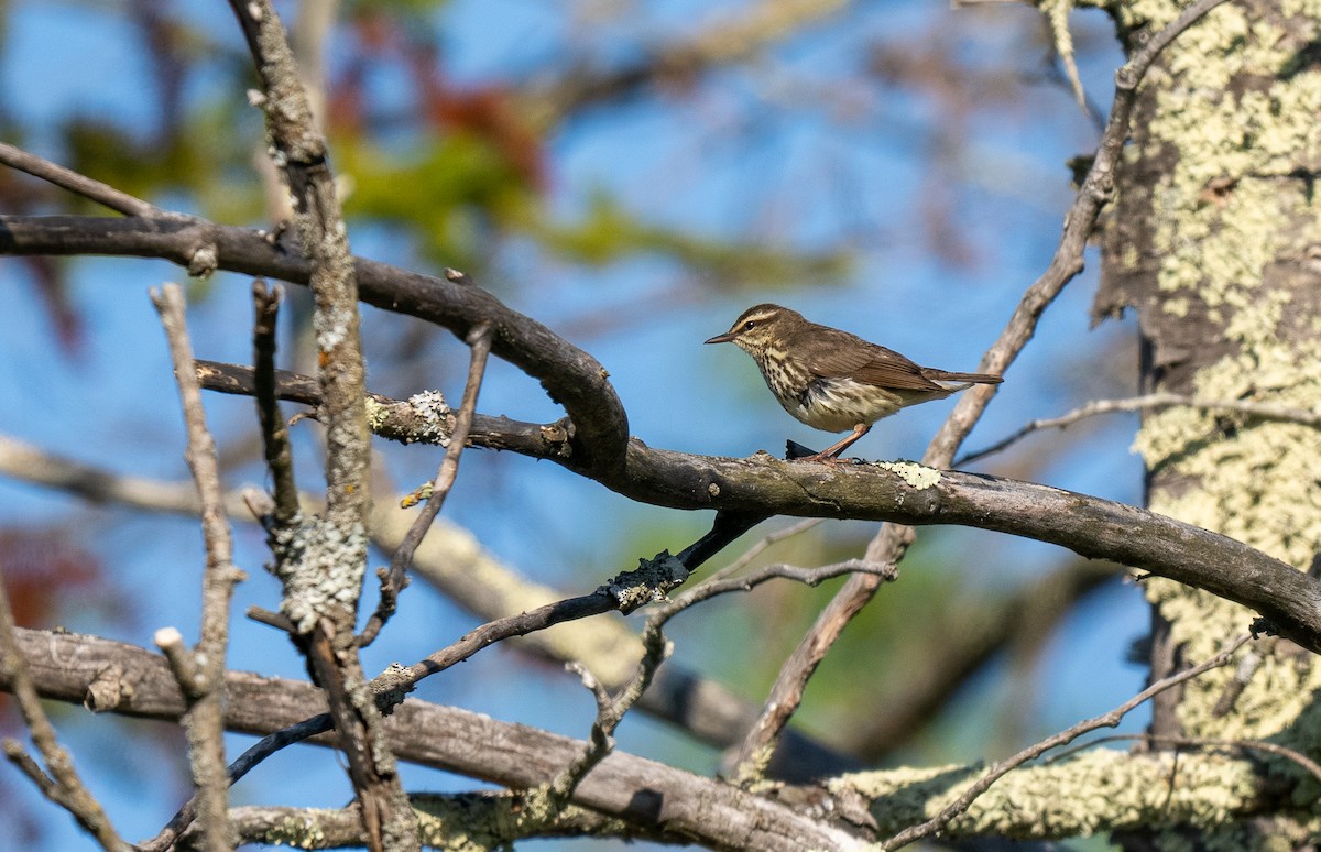 Northern Waterthrush - Forest Botial-Jarvis
