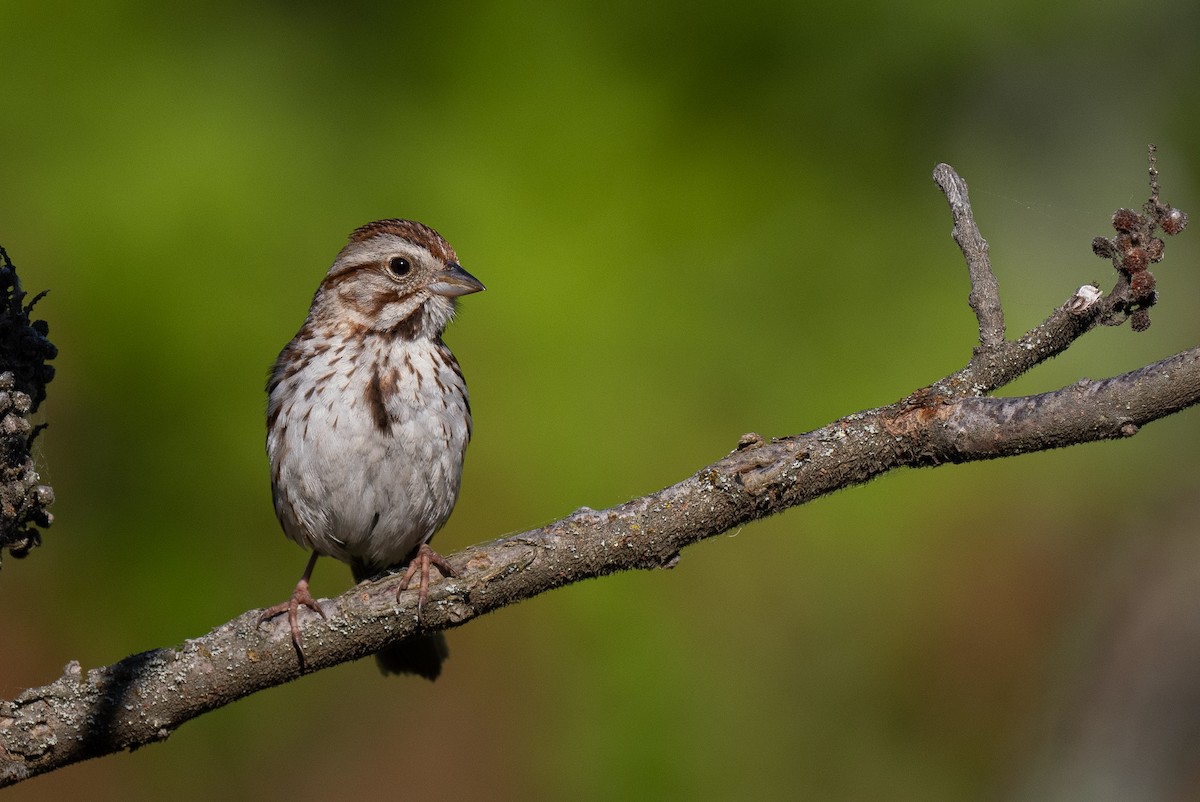 Song Sparrow - Forest Botial-Jarvis