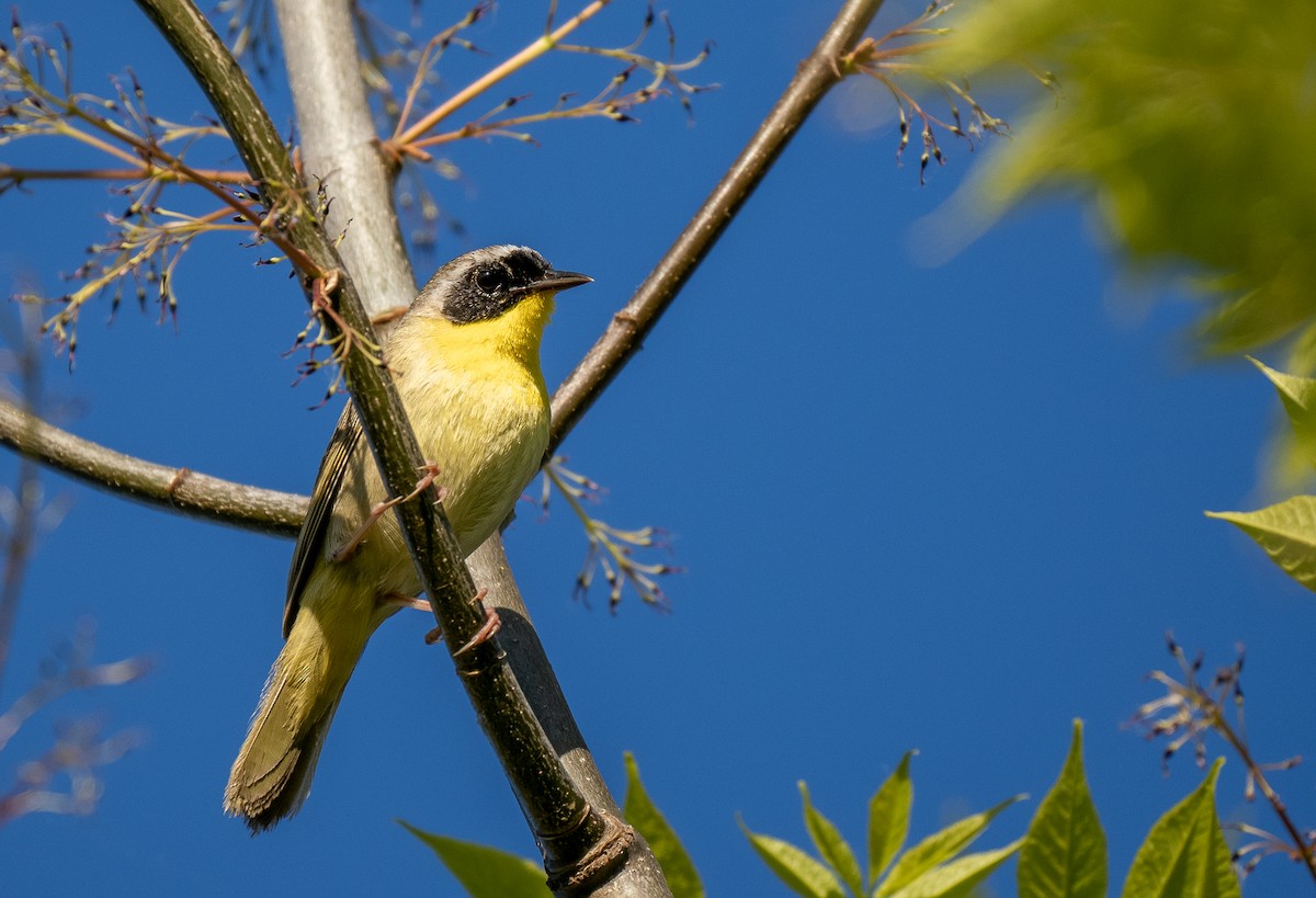 Common Yellowthroat - Forest Botial-Jarvis