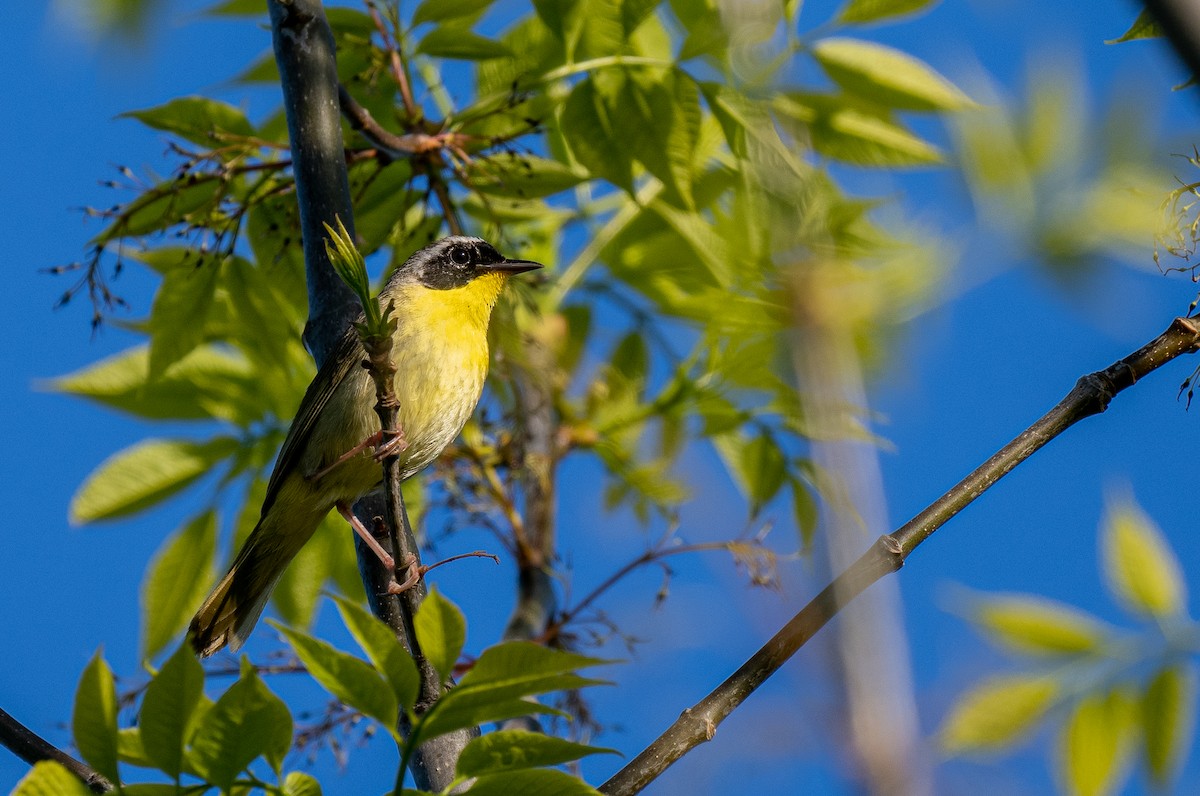 Common Yellowthroat - Forest Botial-Jarvis