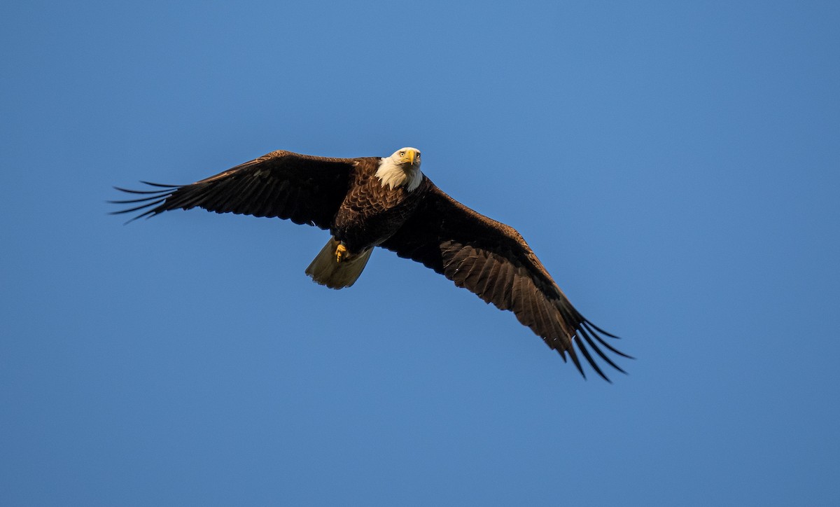 Bald Eagle - Forest Botial-Jarvis