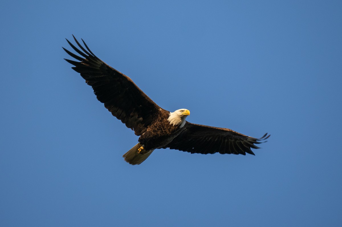 Bald Eagle - Forest Botial-Jarvis