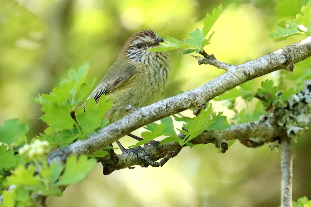 Striated Thornbill - ML609696798