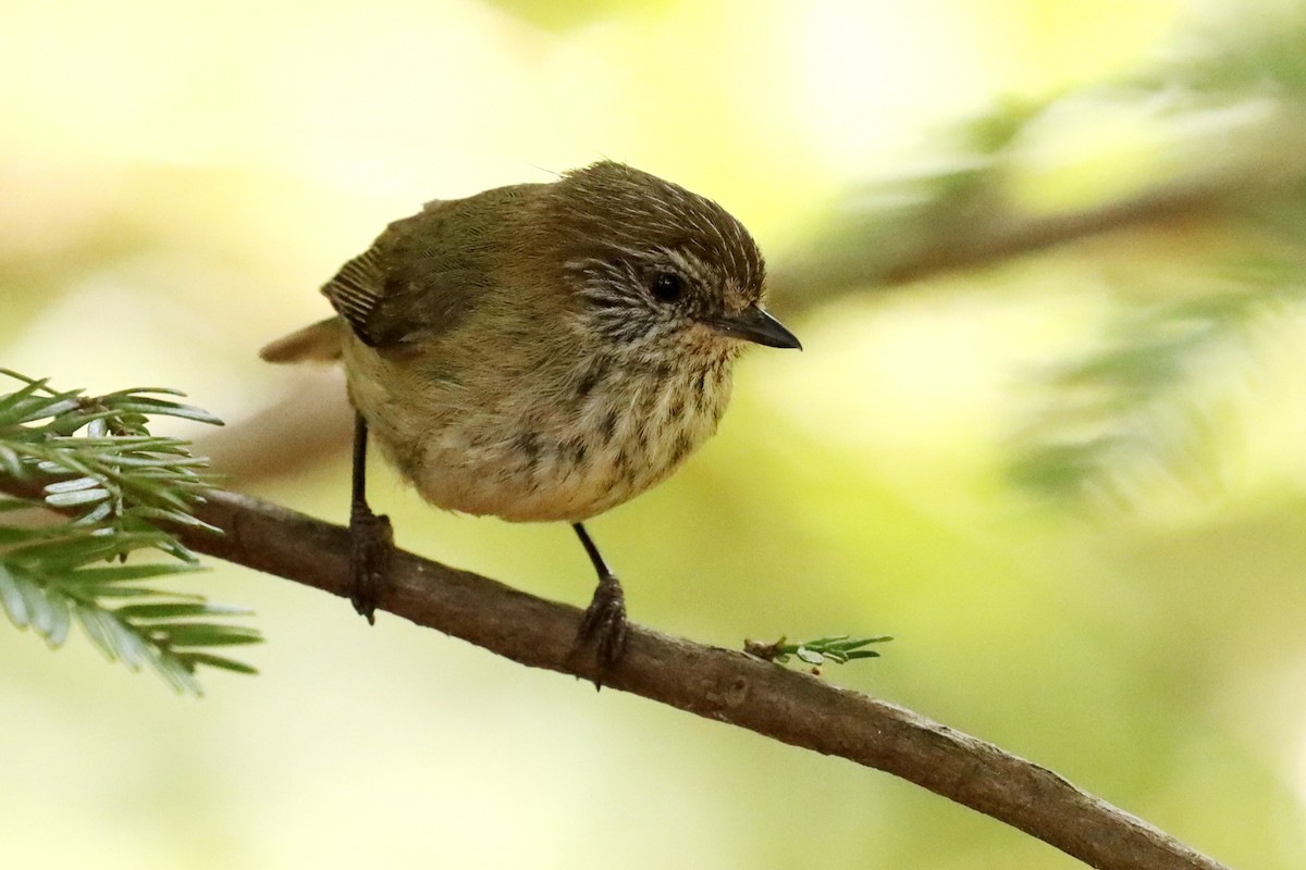 Striated Thornbill - ML609696799