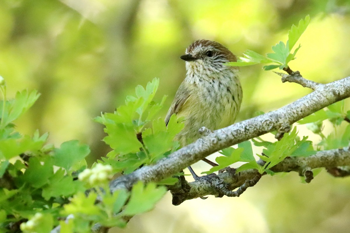 Striated Thornbill - ML609696800