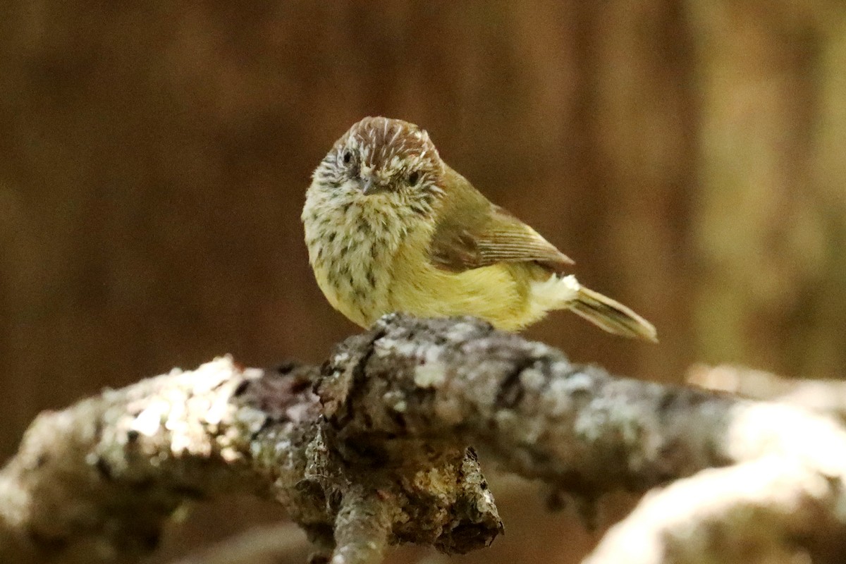 Striated Thornbill - ML609696801